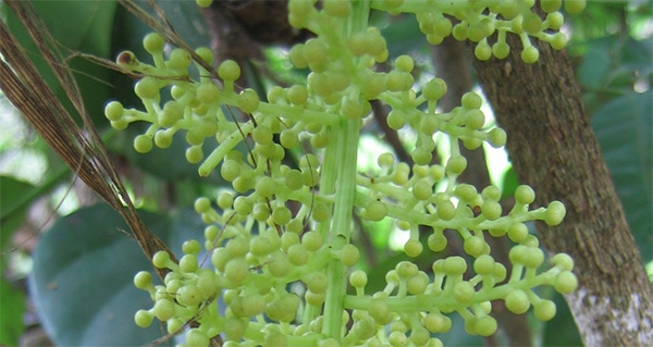 Anamirta_Cocculus