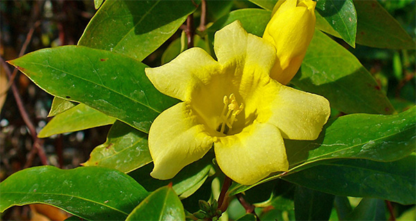 Gelsemium_sempervirens_